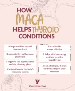 Infographic on the benefits of maca for thyroid disorders.